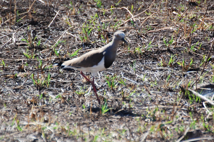 Tanzania - Vanellus melanopterus